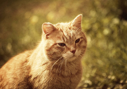 自然背景上的绿眼猫的肖像古图片
