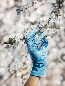 在科罗纳流行的春天一只女手在蓝色医疗手套里摸到一图片