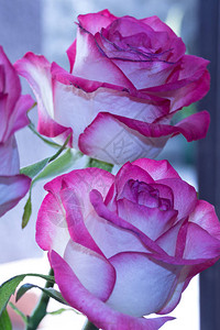 浅色背景上的粉红色玫瑰花玫瑰是蔷薇科蔷薇属的多年生木本开花植物背景图片