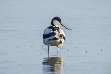 站立在水中的PiedAvocet图片