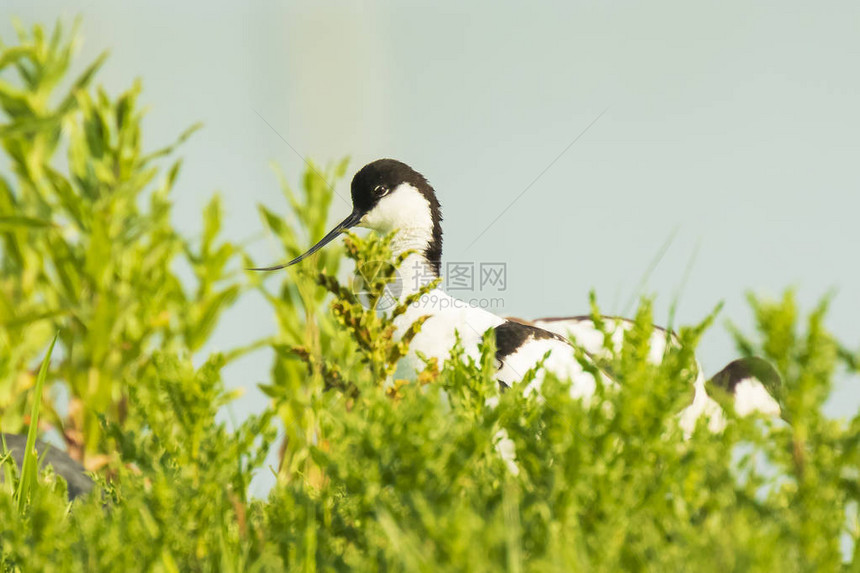 站立在水中的PiedAvocet图片