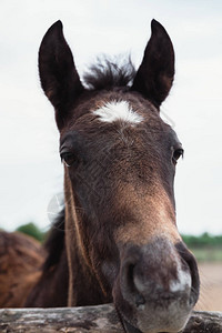 一匹小马驹在农场谷仓乡村生活一图片