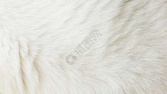 白色猫头鹰的头发紧贴图片