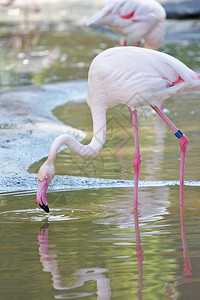 粉红色火烈鸟在水中的风景图片