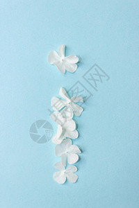 花的字母表一用鲜花在浅蓝色背景上图片