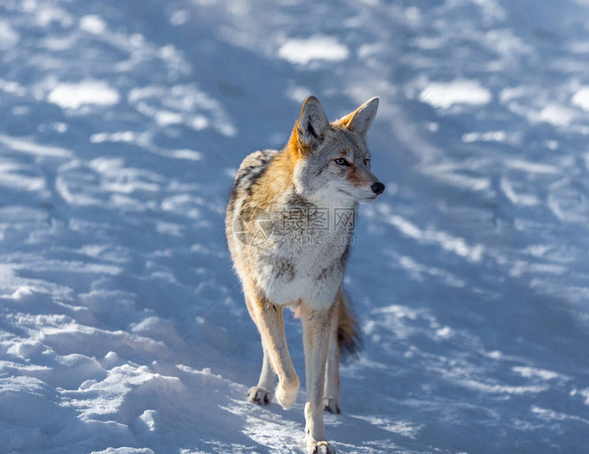 郊狼是一种原产于北美的犬科动物图片