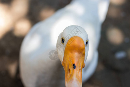 地面上是一只白鸡鸭有橙嘴和蓝眼睛图片