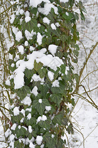 冬天被雪覆盖的森林树木图片