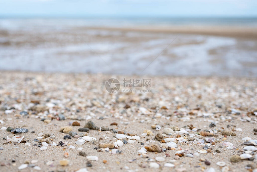 海滩上贝壳的特写图像图片
