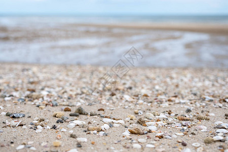 海滩上贝壳的特写图像图片