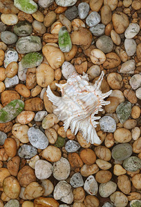Pebble石块地上的自然分割的MurexShe背景图片