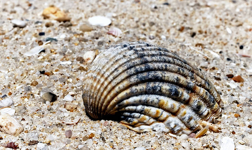 沙滩上的蜗牛壳图片