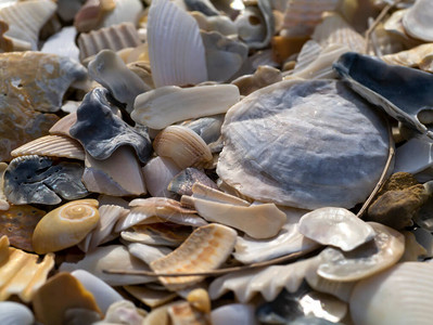 关闭在海滩上的贝壳图片