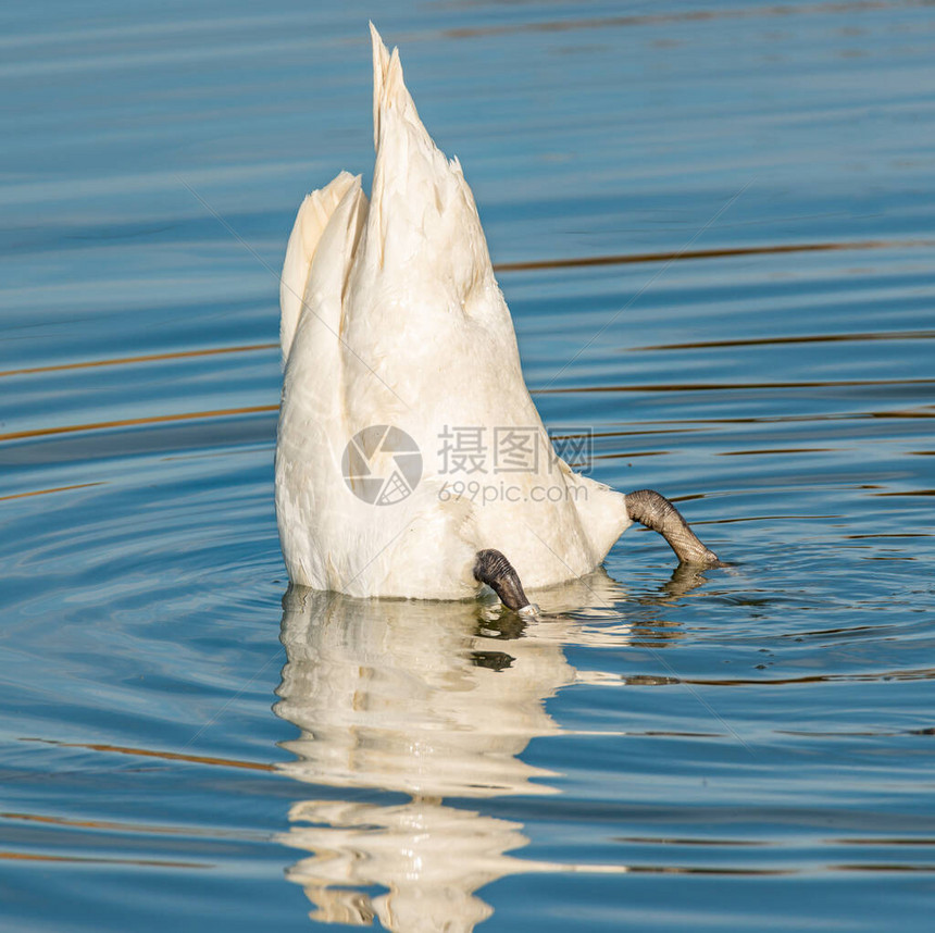 在水中潜水的天图片