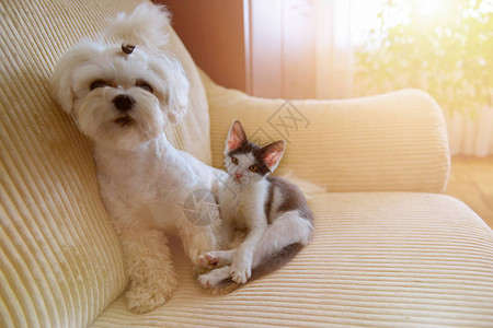 小狗马耳他人和一只小猫坐在家里的沙发上图片