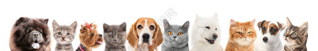 白色背景上的一组不同的狗和猫图片