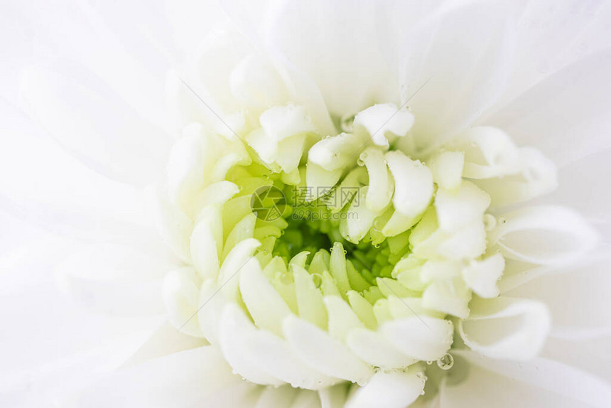 白菊花与水滴图片