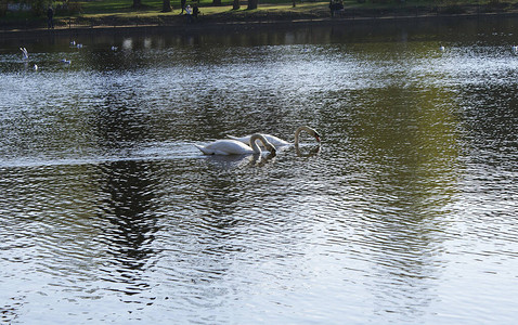 一只白天鹅在湖里游泳图片
