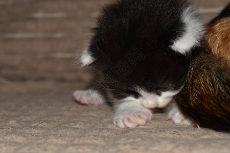 小毛茸的黑白小猫特写镜头图片