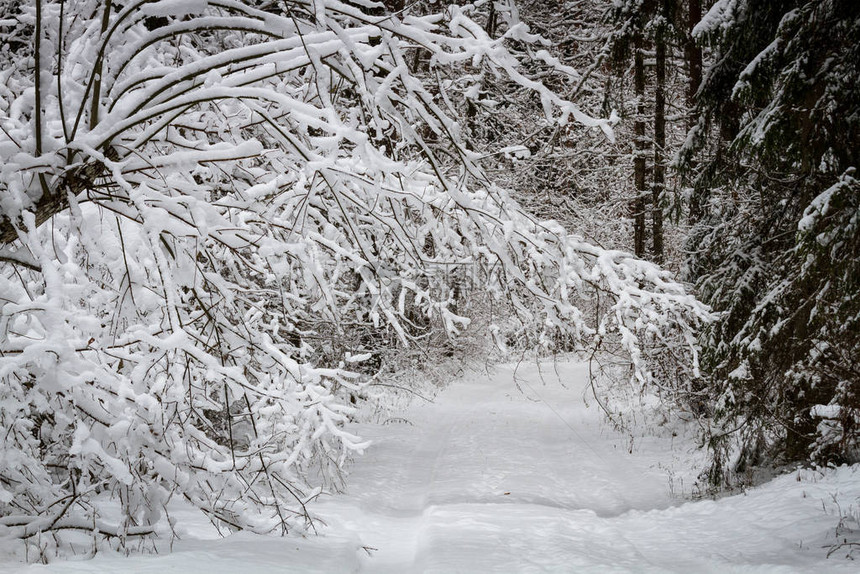 冬季的雪景图片