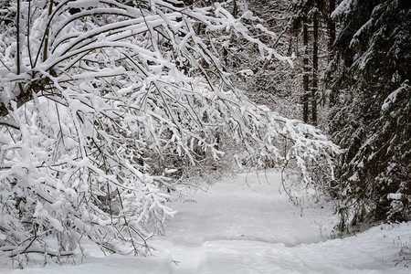 冬季的雪景图片