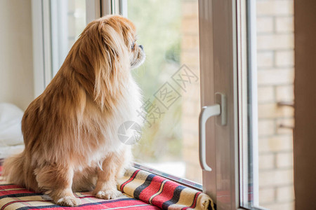 一只小红土豆狗坐在窗户上等待着他的主图片