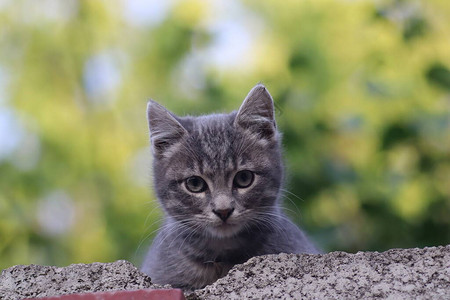 一只灰猫在栅栏上的口罩猫图片