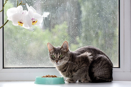 窗台上的猫靠在干粮上近开花的兰花概念图片