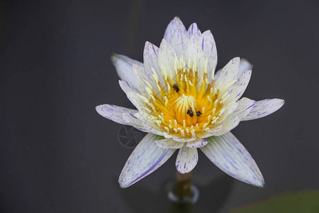 Lotus农场自然象征背景图片
