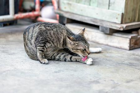 一只从未被爱过的街头小猫图片