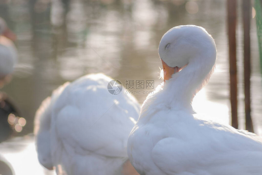 早上在公园池塘附近的美丽年轻白鸭的特写和选择焦点图片