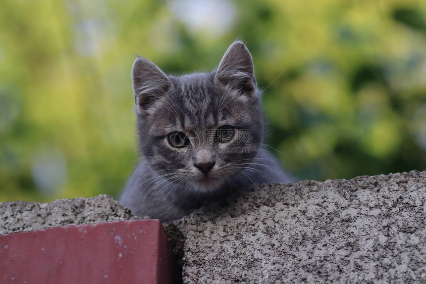 一只灰猫在栅栏上的口罩猫图片