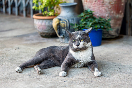 一只从未被爱过的街头小猫图片