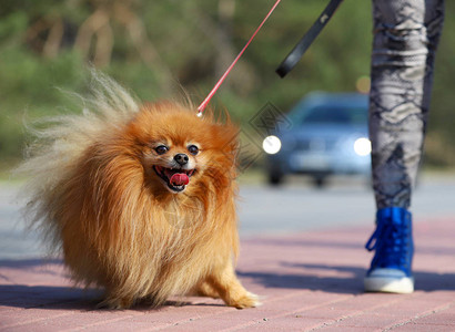 博美犬肖像图片