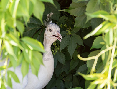 白孔雀隐藏在野葡萄的厚地里从夏季图片