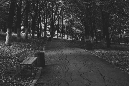 公园里的黑白艺术照片单色的树木图片