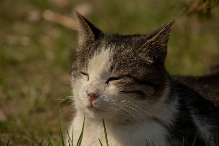 肖像动物一只白色斑点的街头猫坐在栅栏上步行图片