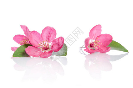 三朵美丽的粉红色花朵图片