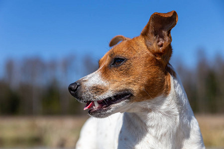 杰克罗素梗犬的肖像图片