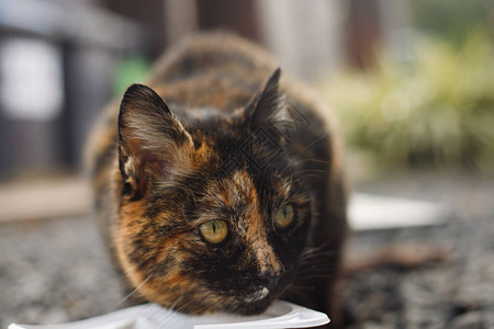 一只三色猫在街上一碗食物上的特写照顾无家可归的动物对猫的爱图片