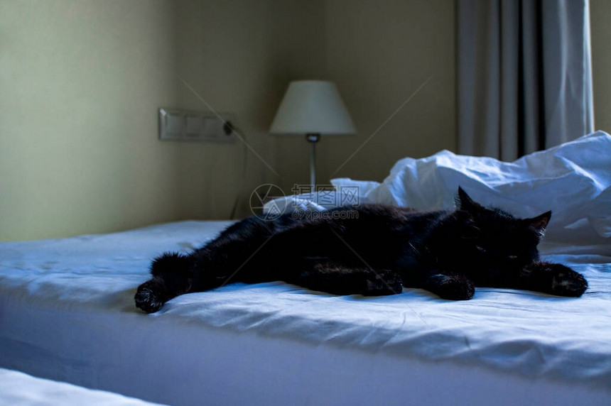 黑猫睡在房间里的白床上图片