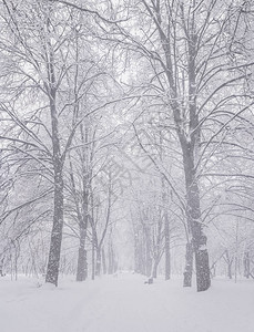 冬天的雪路公园里的冷冻天气图片
