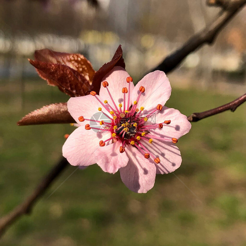 盛开的单个樱花特写图片
