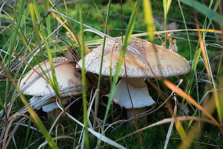 阿曼尼塔蘑菇用粉红色帽子和在草丛中生长的白点来图片