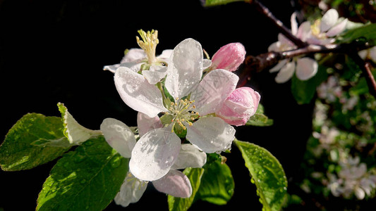苹果花瓣上有水滴果园里有开花的果实雨图片