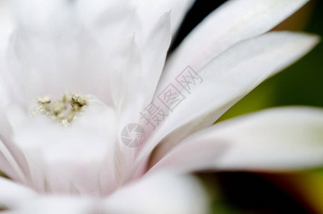 白色花的外焦距模糊的圆光片背景图片