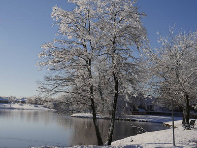 在池塘边美丽的景色冬天树图片