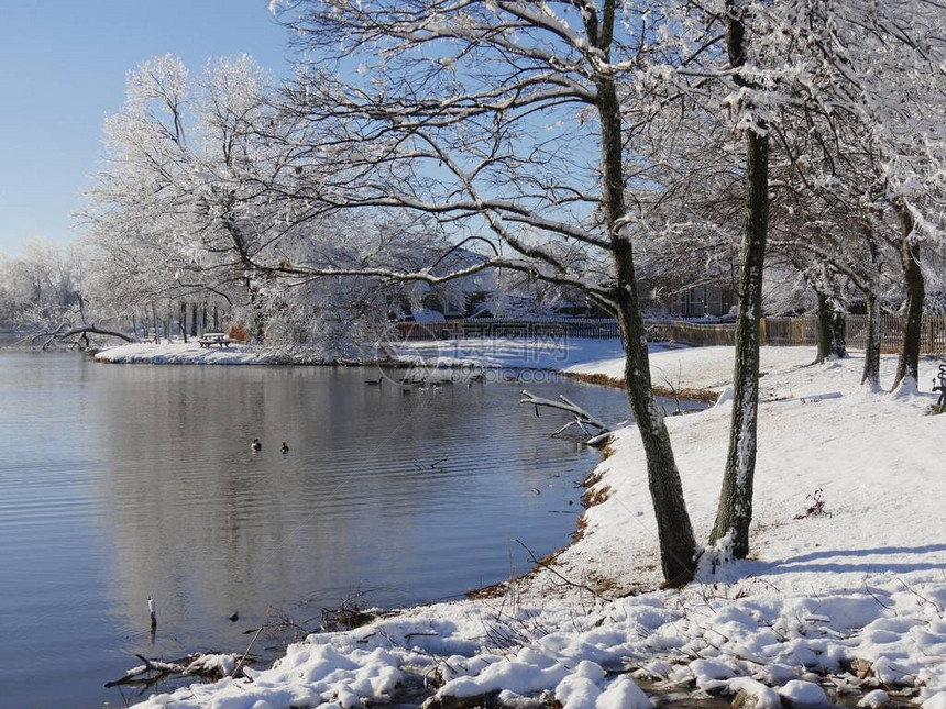 冬天清晨池塘旁的风景宽阔鸭图片