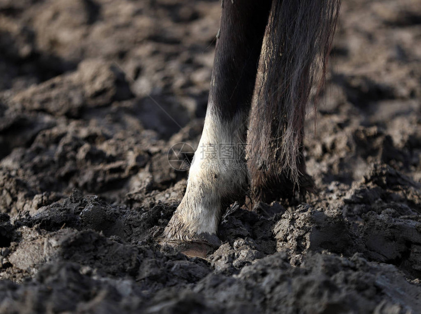 马蹄在泥中早春图片