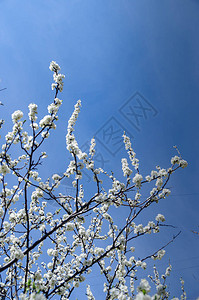 白色樱花花树图片